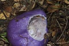 Cortinarius porphyroideus