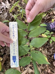 Polygonatum
