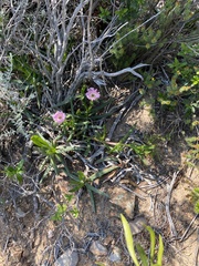 Carpobrotus mellei