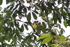 Psittacula cyanocephala