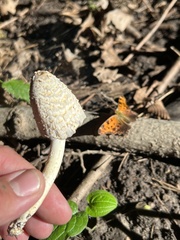 Coprinopsis variegata