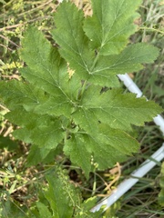 Tordylieae