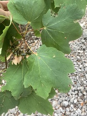 Acer opalus