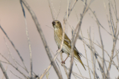 Carpodacus erythrinus