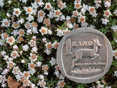 Helichrysum caespititium