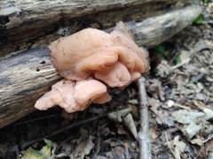 Auricularia auricula-judae