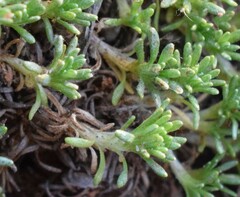 Helichrysum caespititium
