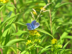 Polyommatus thersites