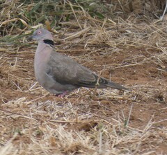 Streptopelia decipiens