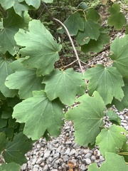 Acer opalus