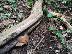 Auricularia auricula-judae