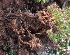 Helichrysum caespititium