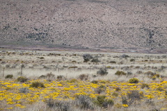 Gazania lichtensteinii