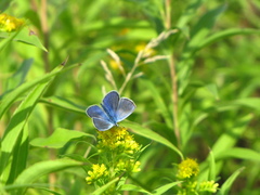 Polyommatus thersites