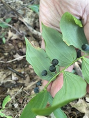 Polygonatum