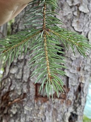 Picea engelmannii