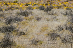 Gazania lichtensteinii