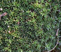 Helichrysum caespititium