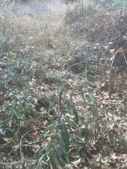 Artemisia douglasiana