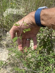 Vachellia farnesiana