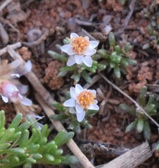 Helichrysum caespititium