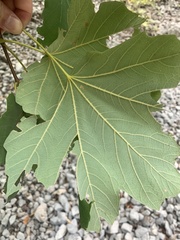 Acer opalus