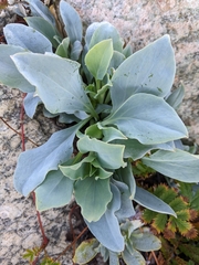 Mertensia maritima