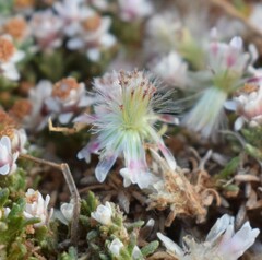 Helichrysum caespititium