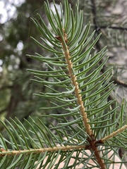 Picea engelmannii