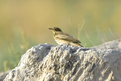 Anthus trivialis
