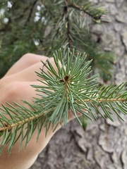 Picea engelmannii