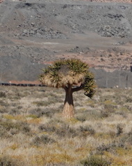 Aloidendron dichotomum