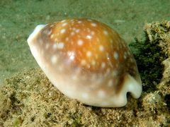 Lyncina vitellus
