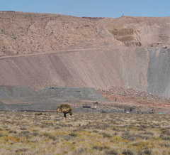 Aloidendron dichotomum