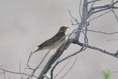 Anthus trivialis