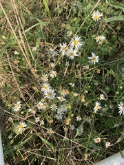 Symphyotrichum pilosum