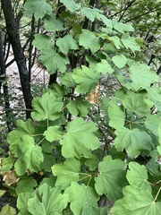 Acer opalus
