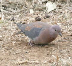 Streptopelia senegalensis senegalensis