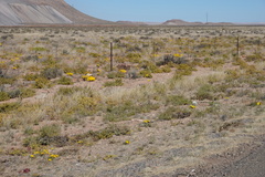 Gazania lichtensteinii
