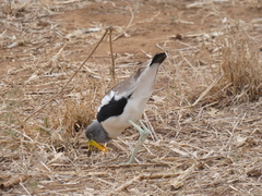 Vanellus albiceps