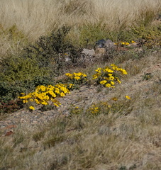 Gazania lichtensteinii