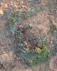 Helichrysum caespititium