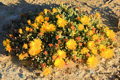 Malephora lutea