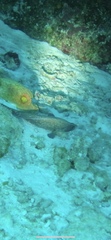 Rypticus saponaceus