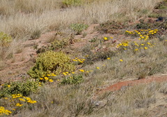 Gazania lichtensteinii