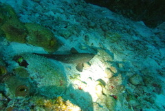 Rypticus saponaceus