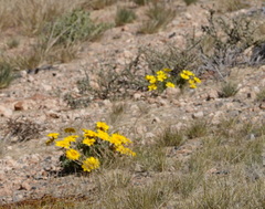 Gazania lichtensteinii