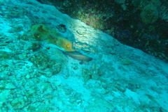 Rypticus saponaceus