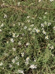 Symphyotrichum dumosum