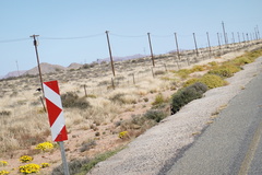 Gazania lichtensteinii